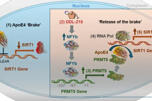 DDL-218 proposed mechanism of action for SirT1 enhancement